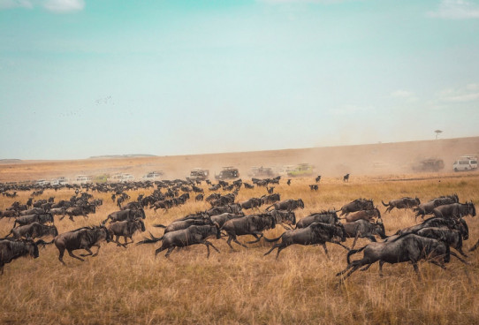 Great Wildebeest Migration 