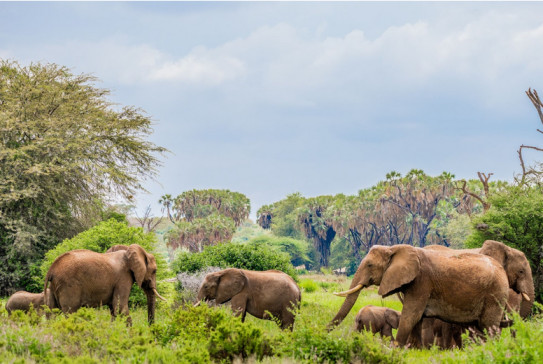 Samburu National Reserve 