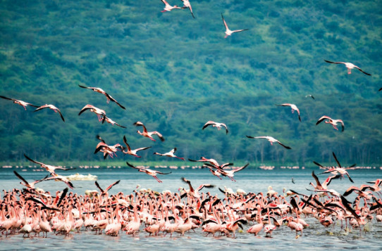 Lake Nakuru National Park: Where Wildlife Meets Water