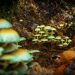 A Beginner's Guide to Shrooms